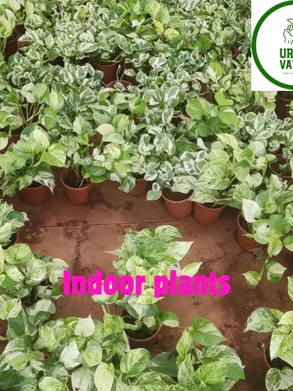 A sea of variegated Money Plants in our nursery, ready to find new homes.