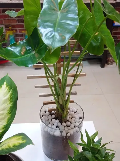 An Alocasia plant in a glass pot with white pebbles. Its large, arrow-shaped leaves give it a dramatic, tropical look.