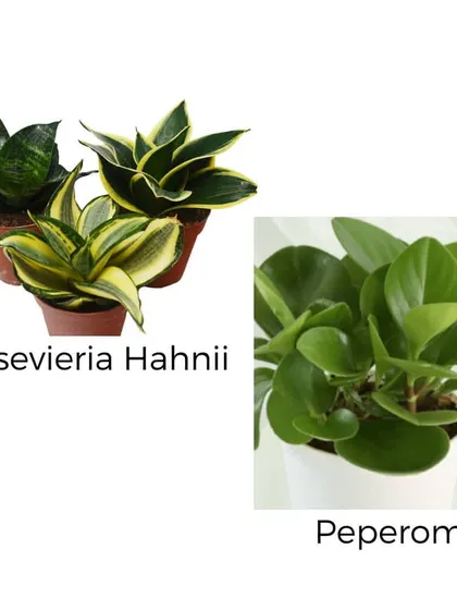 For smaller spaces, we recommend the compact Sansevieria Hahnii, also known as the Bird's Nest Snake Plant, and the lush, round-leafed Peperomia. Both are excellent low-light tolerant plants.