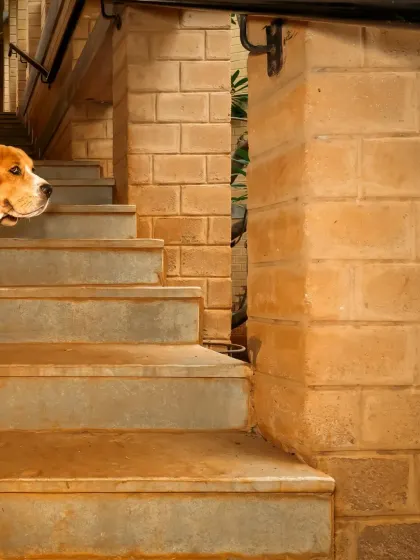 A peek-a-boo shot from the stairwell series. Scamp’s curiosity is one of his most defining traits, and I love capturing it from unique angles.