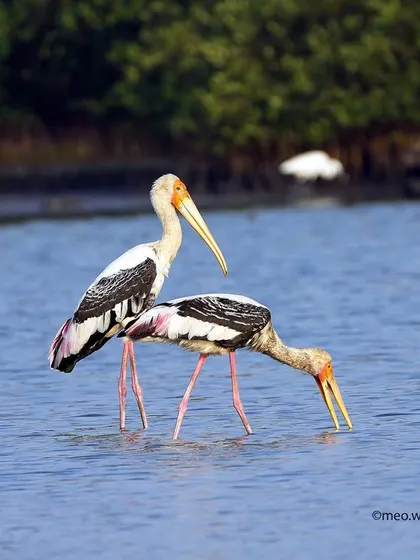 A pair of Painted Storks foraging for food together. One stands guard while the other dips its beak into the water, showcasing their cooperative nature in the rich wetland habitat.