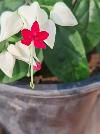 A close-up of a single Bleeding Heart flower, showing the red "heart" emerging from the white petals.