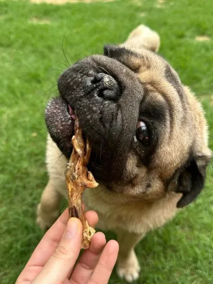 This adorable pug is enjoying one of my Dried Chicken Feet. Packed with glucosamine, chondroitin, and calcium, these chews are a tasty way to support your dog's bone, joint, and dental health.