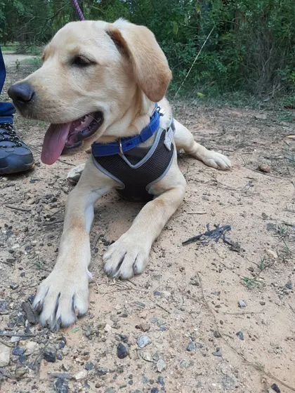 A well deserved rest during an outdoor training session. It's important to give dogs breaks to process what they've learned and just relax.