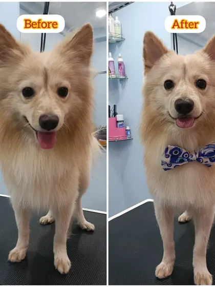 This Spitz's groom involved de-shedding and light trimming to define his shape and make his coat healthier and more vibrant.