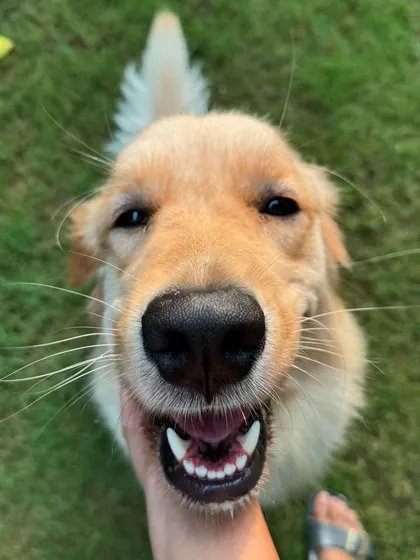 A big, cheesy grin from a happy Golden Retriever. This is pure joy.