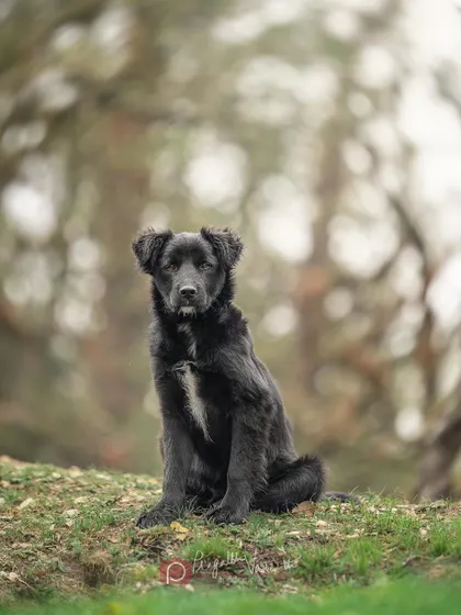 Sheru, a young Bhotiya dog, with a tiny white mark under his lip that gives him so much character. He's a sales doggo for his family's tea shop!