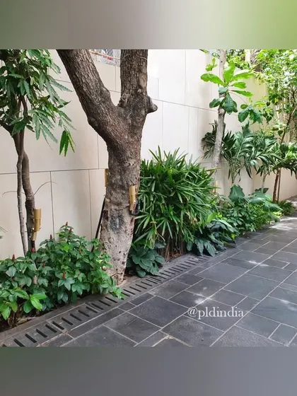 We work with existing mature trees, integrating them into our designs. Here, a large tree is the centerpiece of a planting bed along a walkway, with underplantings that add texture and color at ground level.