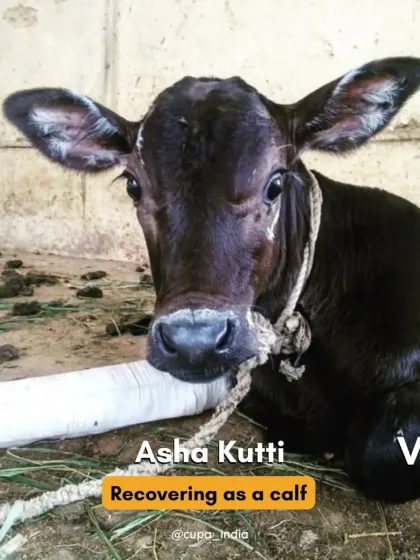 This is Asha Kutti, seen here recovering as a calf at our large animal shelter. Many of our large animal rescues grow up with us, safe from the dangers of the street.