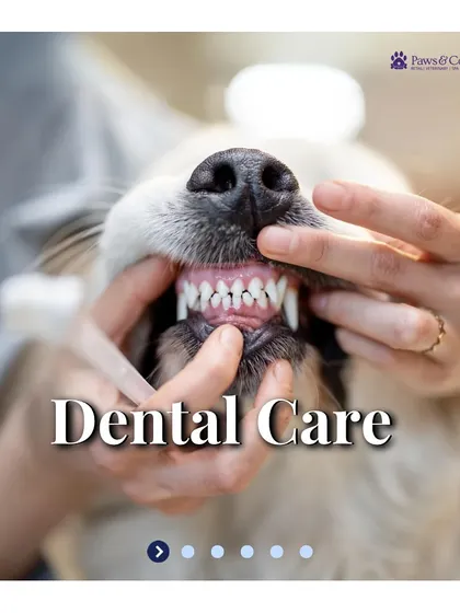 A healthy smile is a sign of overall wellness. This image highlights the focus of our dental care services, showing a dog with perfectly clean teeth. We offer comprehensive oral health solutions, from routine checkups to advanced scaling procedures.