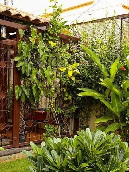 A view of a secondary gate at the Roopa Hariprasad Residence, enveloped by climbing plants and greenery. We design landscape and architectural elements to work together, creating spaces that feel mature and integrated.