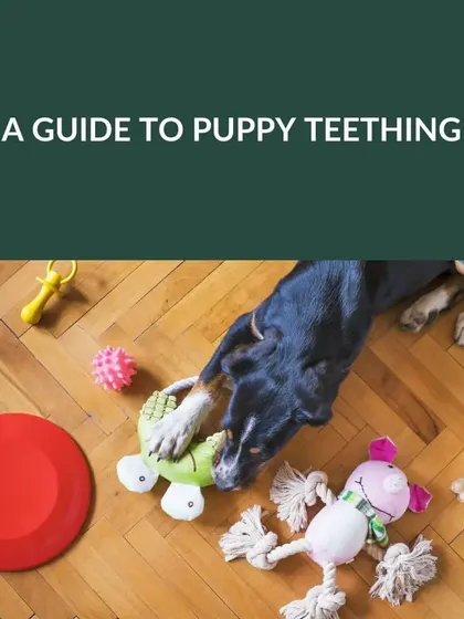 Puppy teething is a natural but often challenging phase. This guide covers what to expect and how to manage it.
