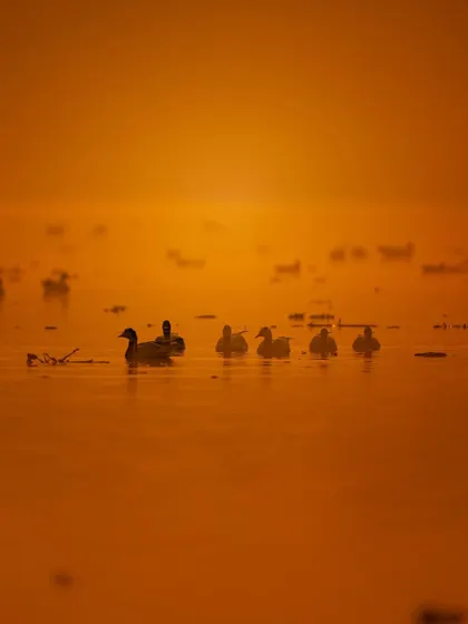 Ducks swimming in a line during a fiery orange sunrise. This is a simple yet beautiful composition that captures the peace and tranquility of a new day in the wetlands.