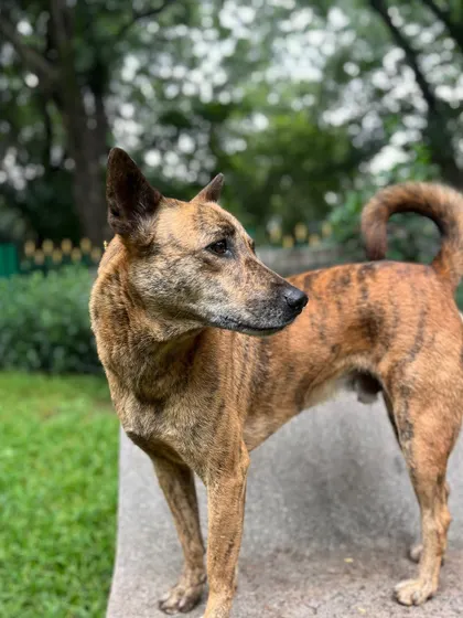This brindle-coated beauty is one of the most photogenic members of the Cubbon Park canine crew.