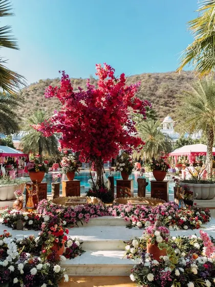 A stunning Haldi decor setup at The Leela Palace Jaipur, with a magnificent bougainvillea tree as the centerpiece by the pool.