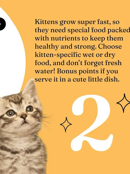 Kitten-specific food is number two. Their growing bodies need nutrient-packed food to stay healthy and strong.