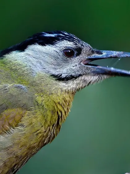 A Gray-headed Woodpecker with its beak open, as if calling. This close-up captures the texture of its plumage and provides a dynamic look at the bird's expression.
