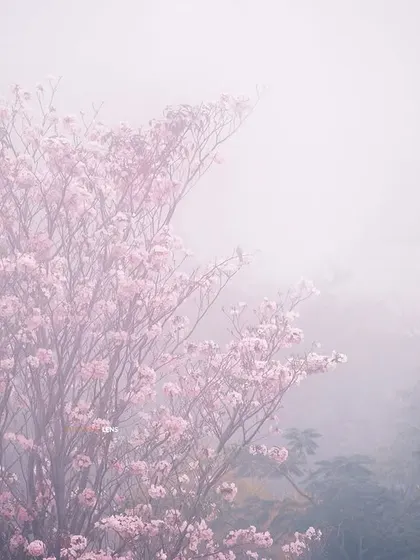 The pink trumpet blossoms of Navi Mumbai shrouded in morning fog. This image, captured with a classic film simulation, has a soft, dreamlike quality that celebrates the quiet, atmospheric beauty of nature.