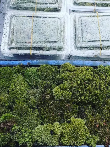 Our live moss is carefully cultivated and packed to retain moisture during shipping. Here you can see it ready for dispatch.