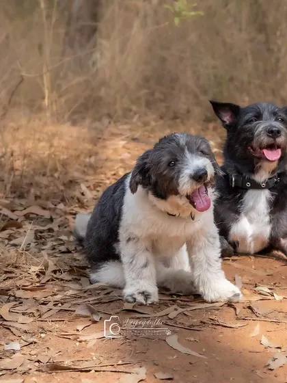 My two boys, Bozo and Ollie, posing together during an outdoor adventure. Capturing my own pets is always a special challenge and joy.