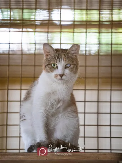 This is Swiss, a cat at CARE with one eye, which gives her a very distinguished look. I made sure to photograph her in a way that shows her quiet confidence. Special needs animals have so much love to give, and my job is to help people see that.
