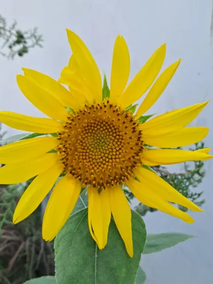 A sunflower with wide, open petals.