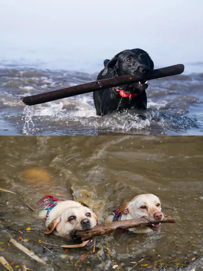 A collage of dogs and their sticks. A black Lab carries a large stick in the ocean, while two yellow Labs team up to carry one in a muddy stream.