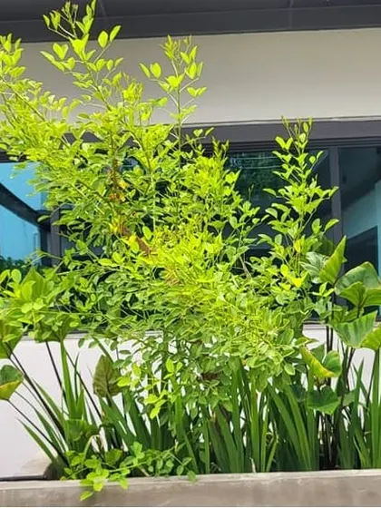 A healthy lime tree serves as a centerpiece in this section of the F Gear terrace. Growing fruit trees in urban spaces is possible with the right planters and our specialized organic soil media.