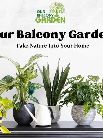 Bring home nature. 🪴 A curated collection of popular houseplants like Snake Plants and Money Plants on a simple shelf is an easy way to start your indoor gardening journey.