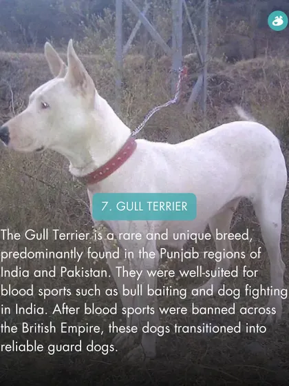The Gull Terrier is a rare breed from the Punjab region, originally used in blood sports but now known as a reliable guard dog.