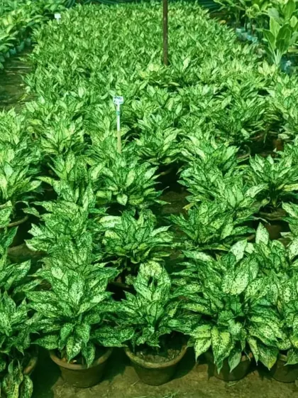 A large batch of Aglaonema 'Snow White' at my nursery. I grow these popular plants in large numbers.