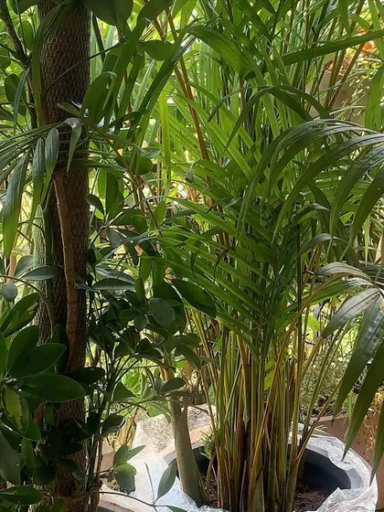A lush, jungle-like feel created in a balcony corner with dense plantings of Areca palms and Schefflera trees.
