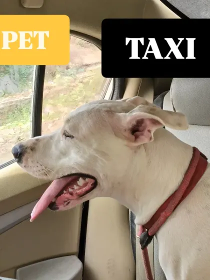 This happy doggo is enjoying the breeze. My pet-friendly taxi is available for local Delhi NCR trips and out-of-station journeys.