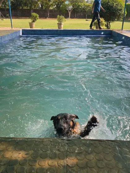 A German Shepherd emerges from the water after a playful splash. Our pool is always kept clean and hygienic for the health and safety of your pets.