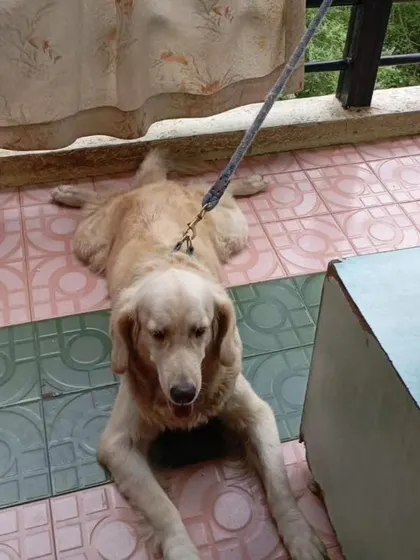 Muffy lying down, looking sad. She needs a new home where she can get the time and attention she deserves.