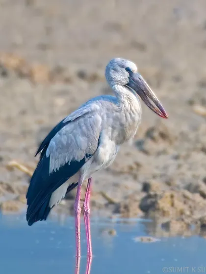 An Asian Openbill Stork, or 'Ghonghil', standing in the shallows. Its unique beak is specially adapted to open the shells of snails.
