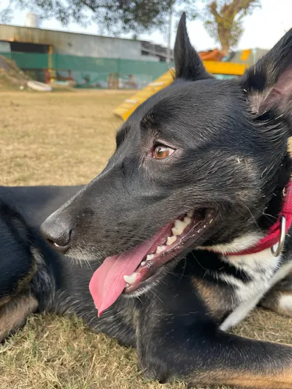 A beautiful profile shot of Sheru the Indie, looking happy and relaxed in the sun.