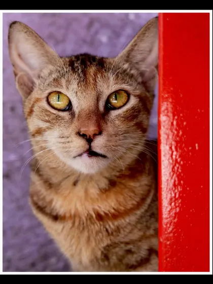 A striking portrait of a street cat in Mahalakshmi, Mumbai. Her intense yellow eyes and direct gaze against the vibrant red and purple wall tell a story of survival and attitude.