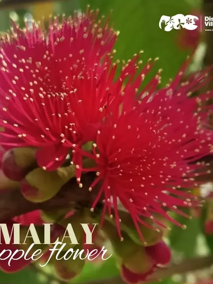 The vibrant bloom of a Malay Apple flower, a beautiful detail of the flora at our resort.