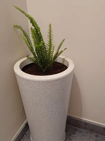 This elegant Boston Fern in a white tapered FRP pot is perfect for filling an empty corner with lush, feathery greenery.