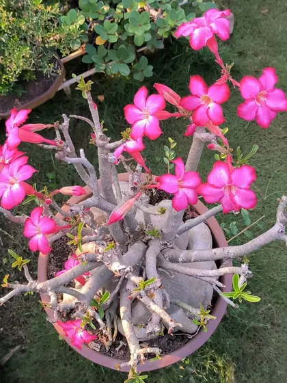 An overhead view of a flowering Adenium. The structure of its branches and the cluster of bright pink flowers make it a stunning specimen.