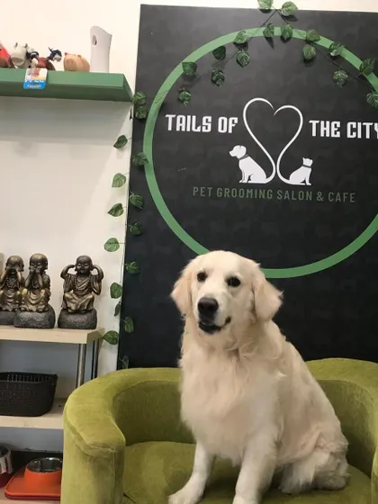 Casper the Golden Retriever is looking radiant and happy. We use high-quality products to ensure your pet's coat is as healthy as it is beautiful.