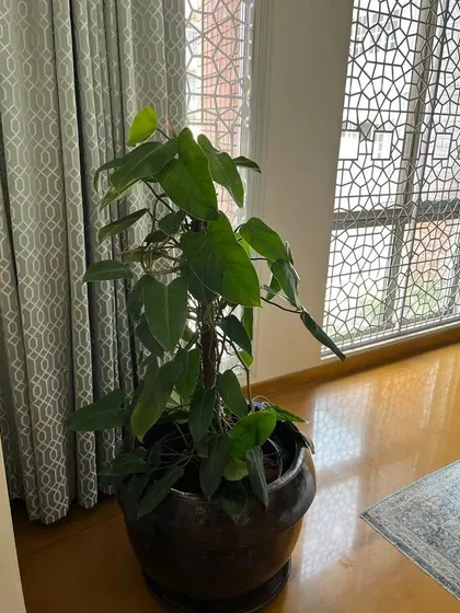 A large, floor-standing Philodendron brings a touch of the tropics indoors. I placed it in a classic ceramic pot to complement the elegant interior, where it thrives in the indirect light from the ornate window. This is a perfect example of using a single, large specimen plant to make a significant impact.