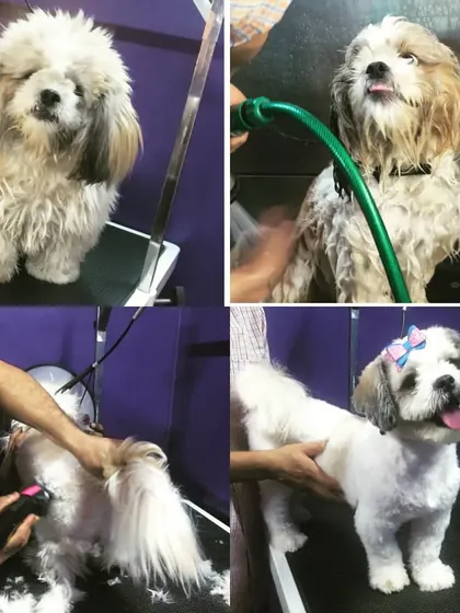 From a wet bath to a final fluff, this collage shows the care we put into every step of the grooming process.