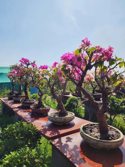 Our exclusive Bougainvillea bonsai collection, basking in the sun. Each one is a unique, vibrant, and stunning addition to any plant collection.