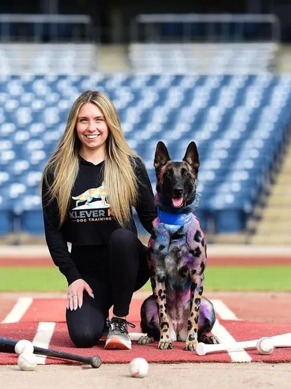 My Belgian Malinois, Floki, looking sharp on the baseball field. His amazing creative grooming is done by Refined K9, and it always gets a lot of attention!