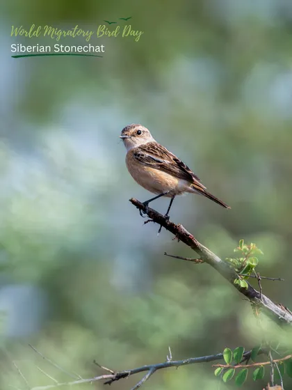 A Siberian Stonechat, a winter migratory bird, perches on a branch in one of our restored habitats. These birds travel from colder northern regions to find refuge here.