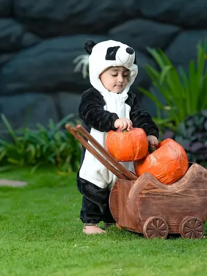 A cute little panda playing with pumpkins in the garden. We have a variety of adorable animal costumes for themed shoots.