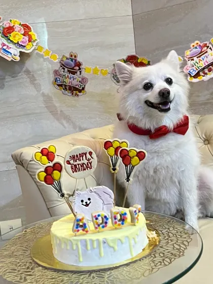 Addy the Pomeranian, looking dapper in his bow tie, poses with his birthday cake. His smile is everything.