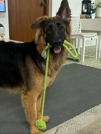 And this is my Bella, the angel puppy. She's a model dog who is always ready for a game of tug. She teaches me about the joy of play.